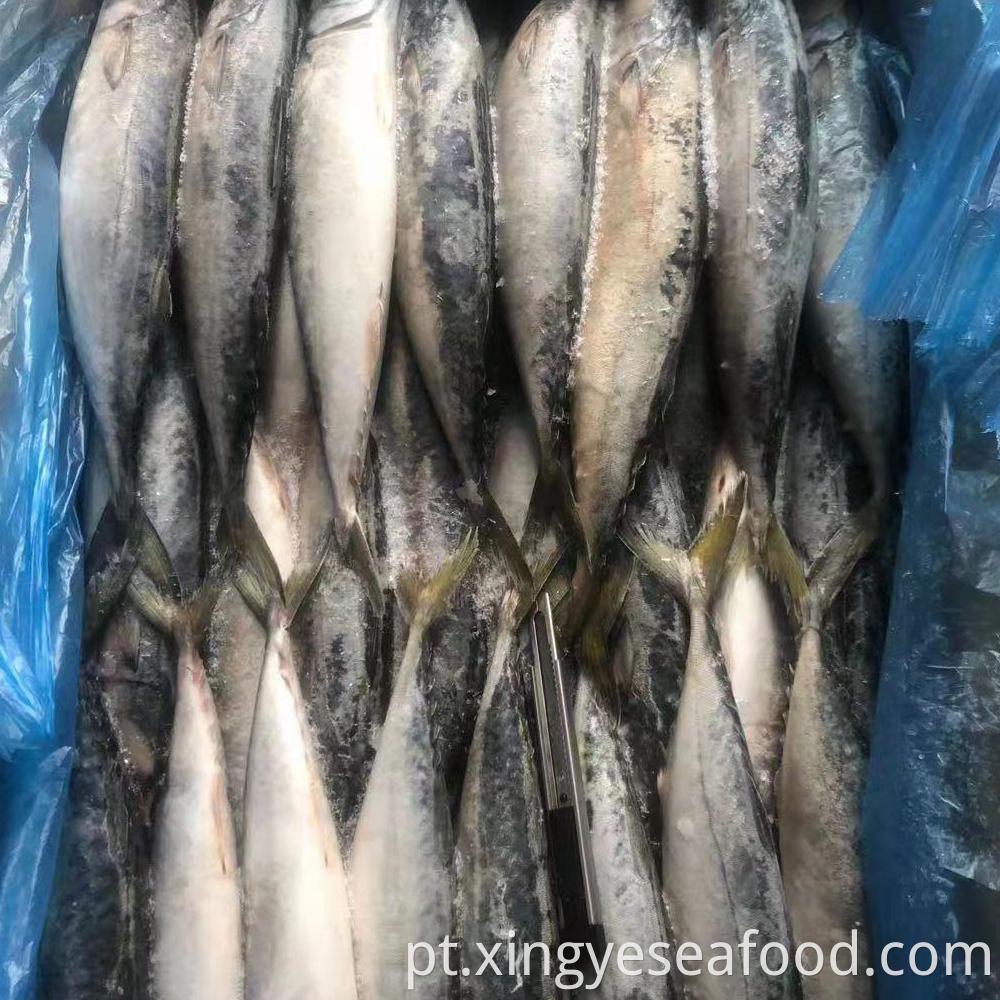 Frozen Mackerel